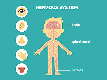 Nerve pressure back pain spine alignment