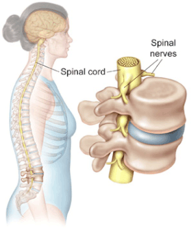 Nerve pressure pain injury spine alignment